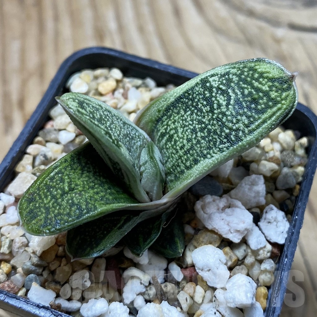 SH21371 Gasteria 'Warthog', clone 2