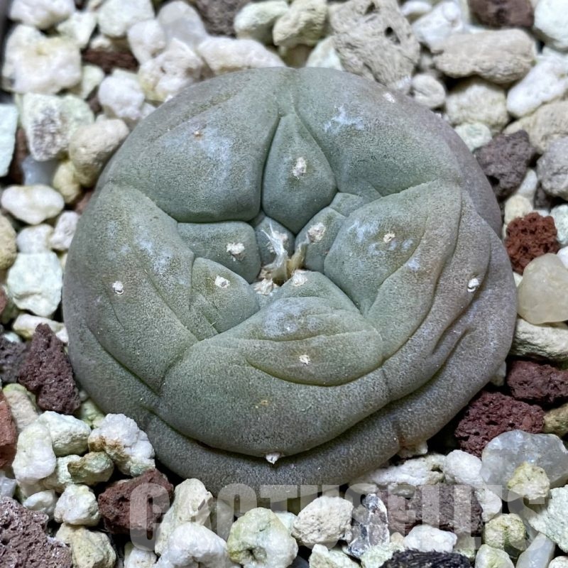 SH21443 Anhalonium ssp., 8 years old