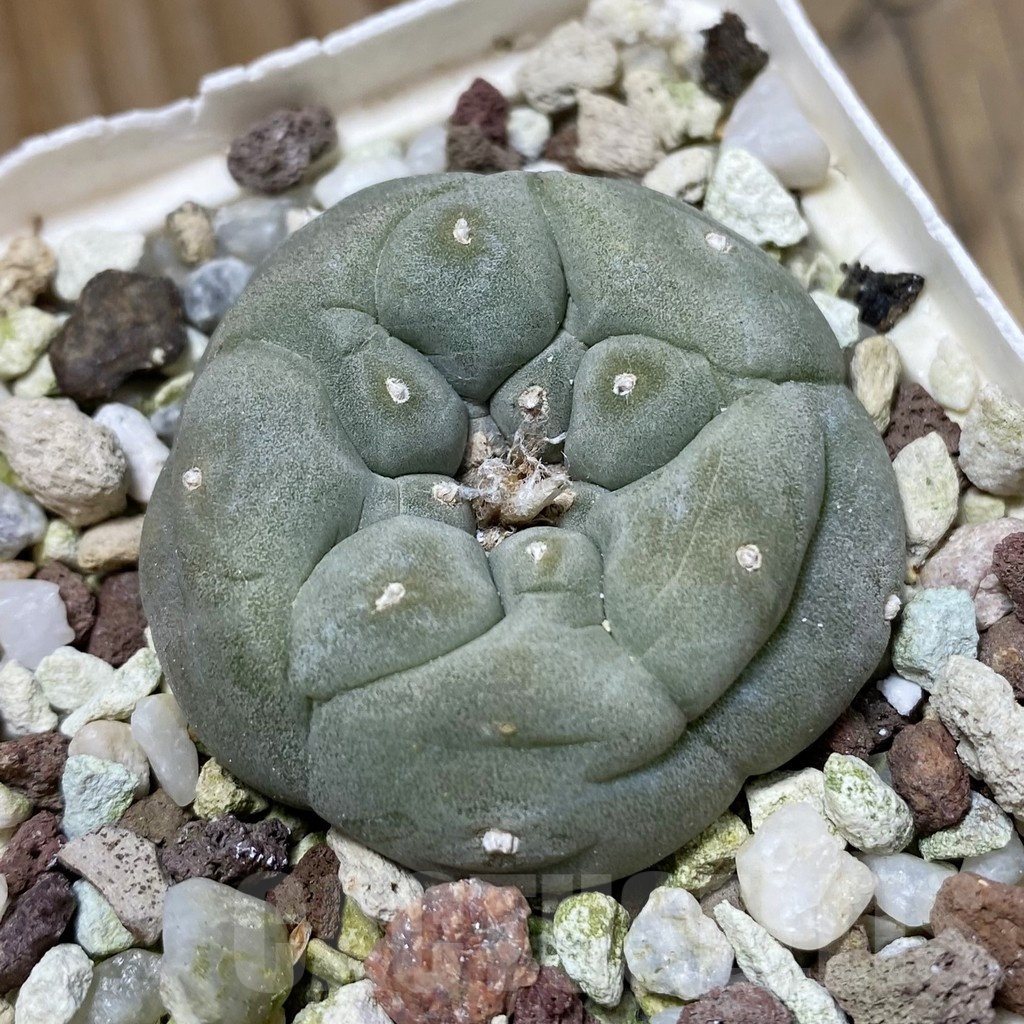 SH21444 Anhalonium ssp., 8 years old