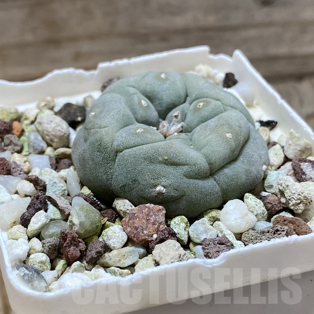 SH21444 Anhalonium ssp., 8 years old - immagine 2