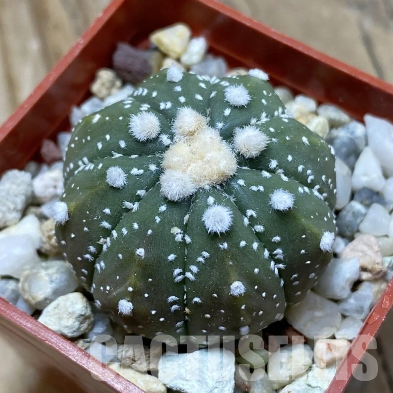 SH21445 Astrophytum asterias ‘Ooibo' hybrid