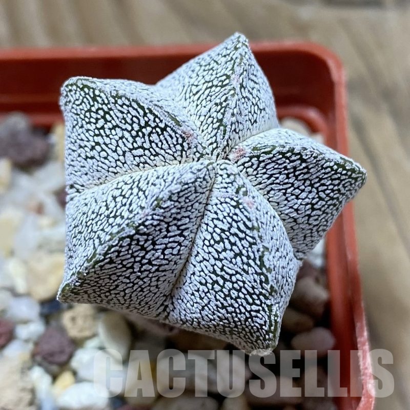 SH21446 Astrophytum myriostigma ‘Onzuka’