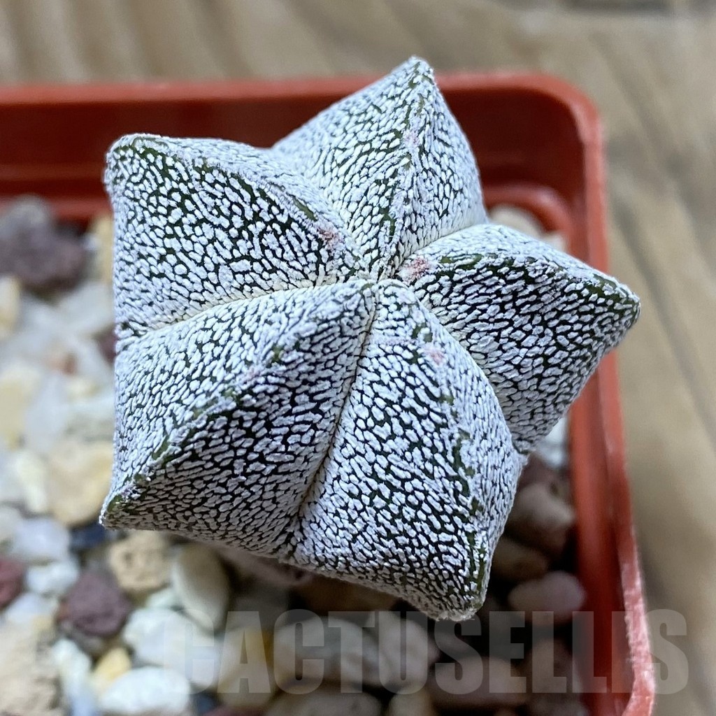 SH21446 Astrophytum myriostigma ‘Onzuka’