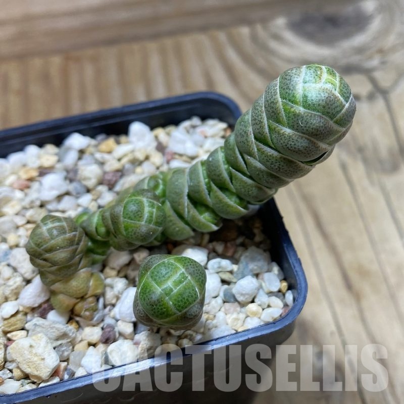 SH21413 Crassula barklyi