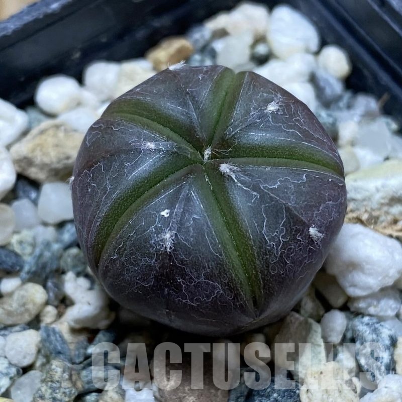 SH21447 Astrophytum asterias ‘Purple Skin’, 5-ribs