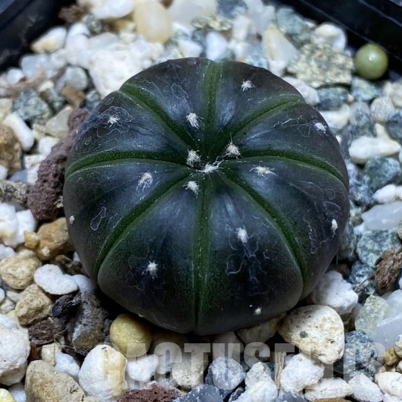 SH21448 Astrophytum asterias ‘Purple Skin’