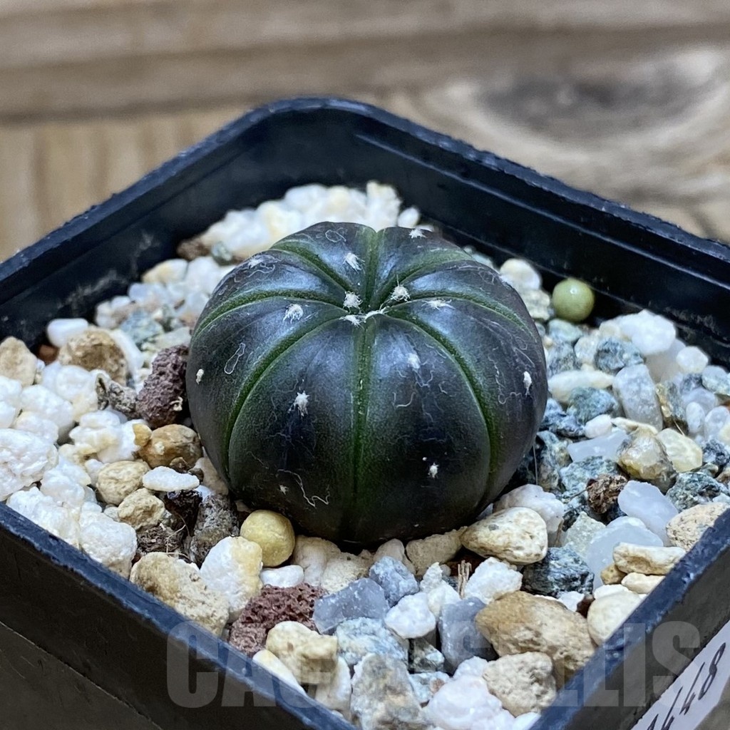 SH21448 Astrophytum asterias ‘Purple Skin’ - Image 2