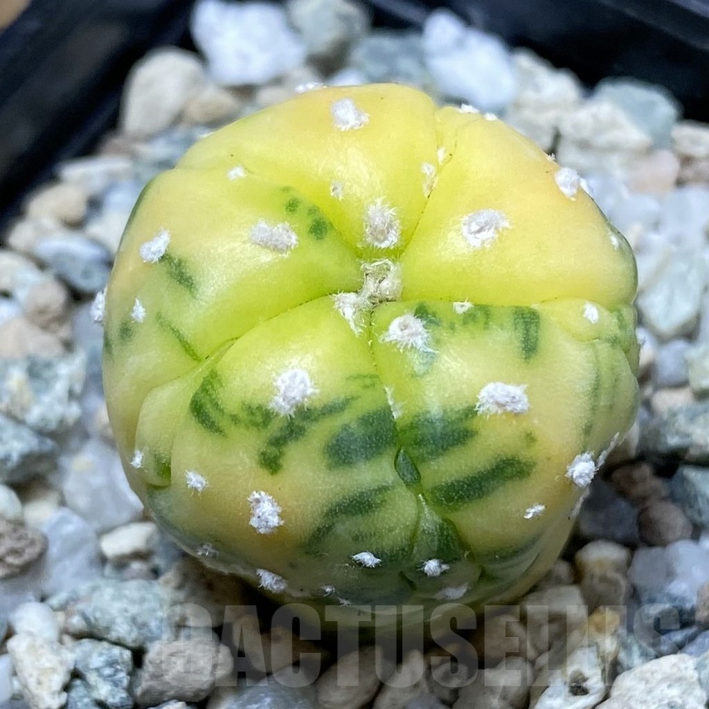 SH21450 Astrophytum asterias f. variegata, 5-ribs