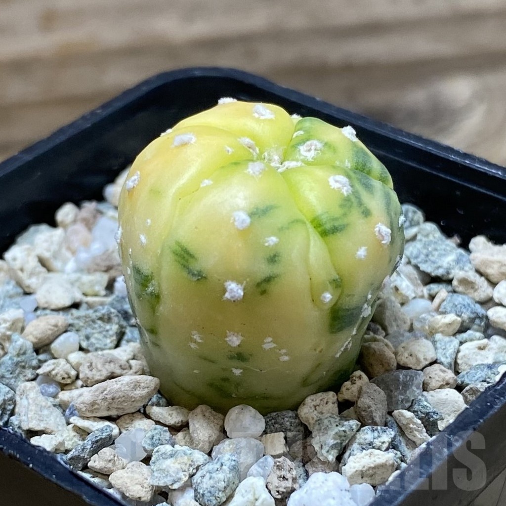 SH21450 Astrophytum asterias f. variegata, 5-ribs - Imagen 2