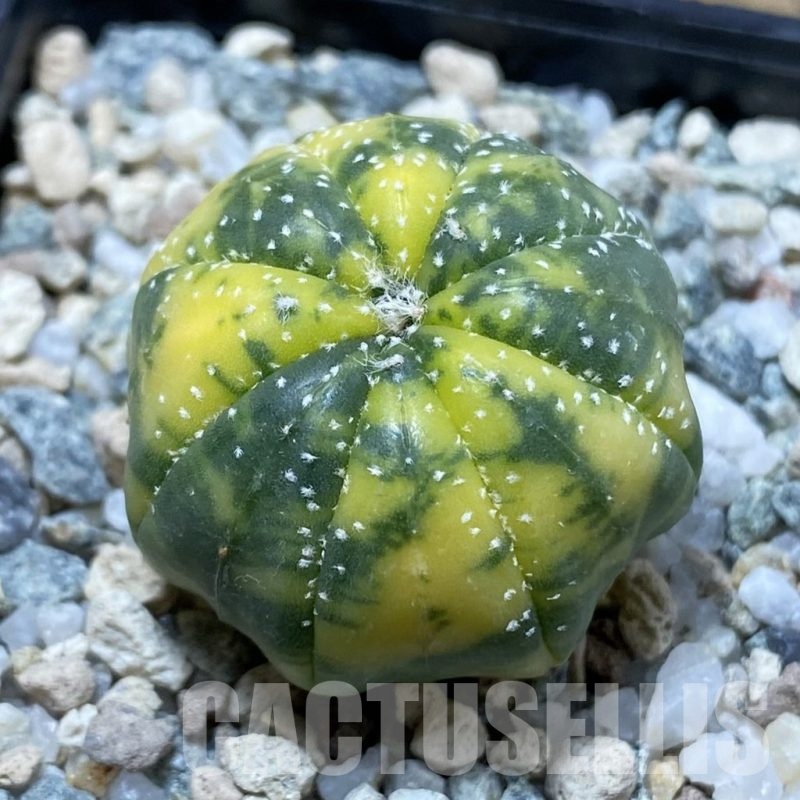 SH21451 Astrophytum asterias f. variegata