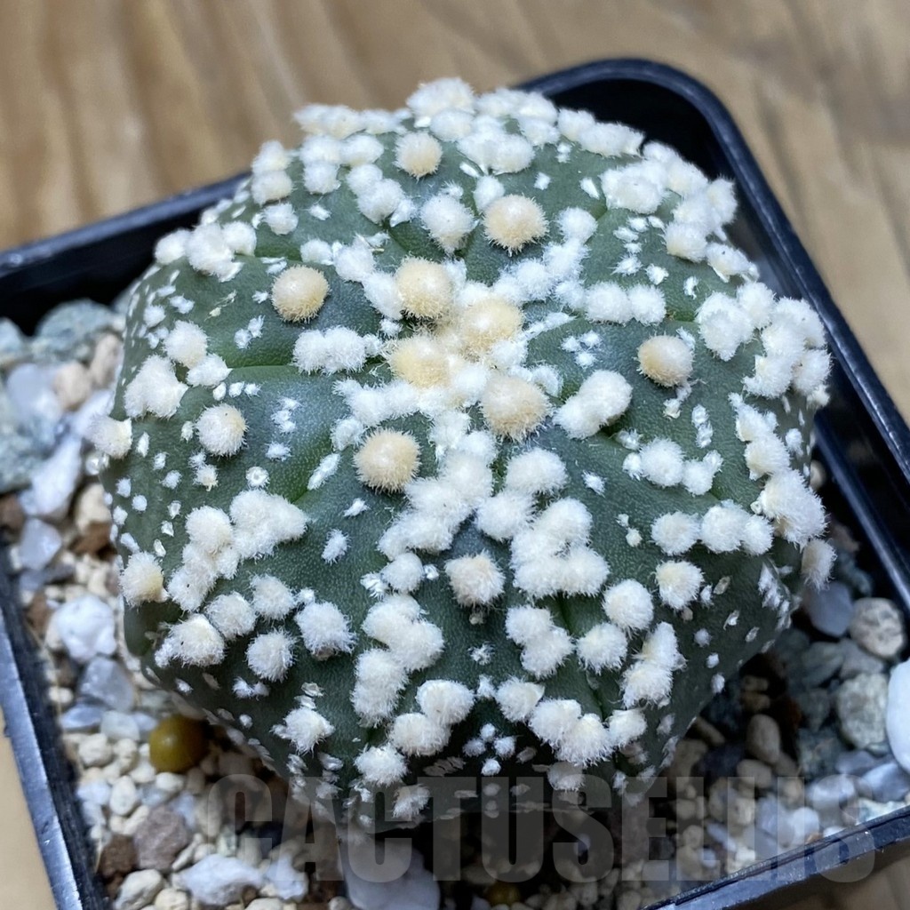 SH21452 Astrophytum asterias ‘Hanazono’