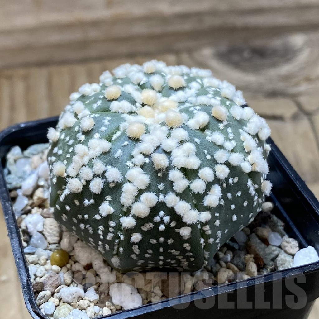 SH21452 Astrophytum asterias ‘Hanazono’ - Imagen 2