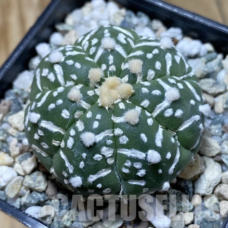 SH21453 Astrophytum asterias ‘Super Kabuto’ V-type f. nudum