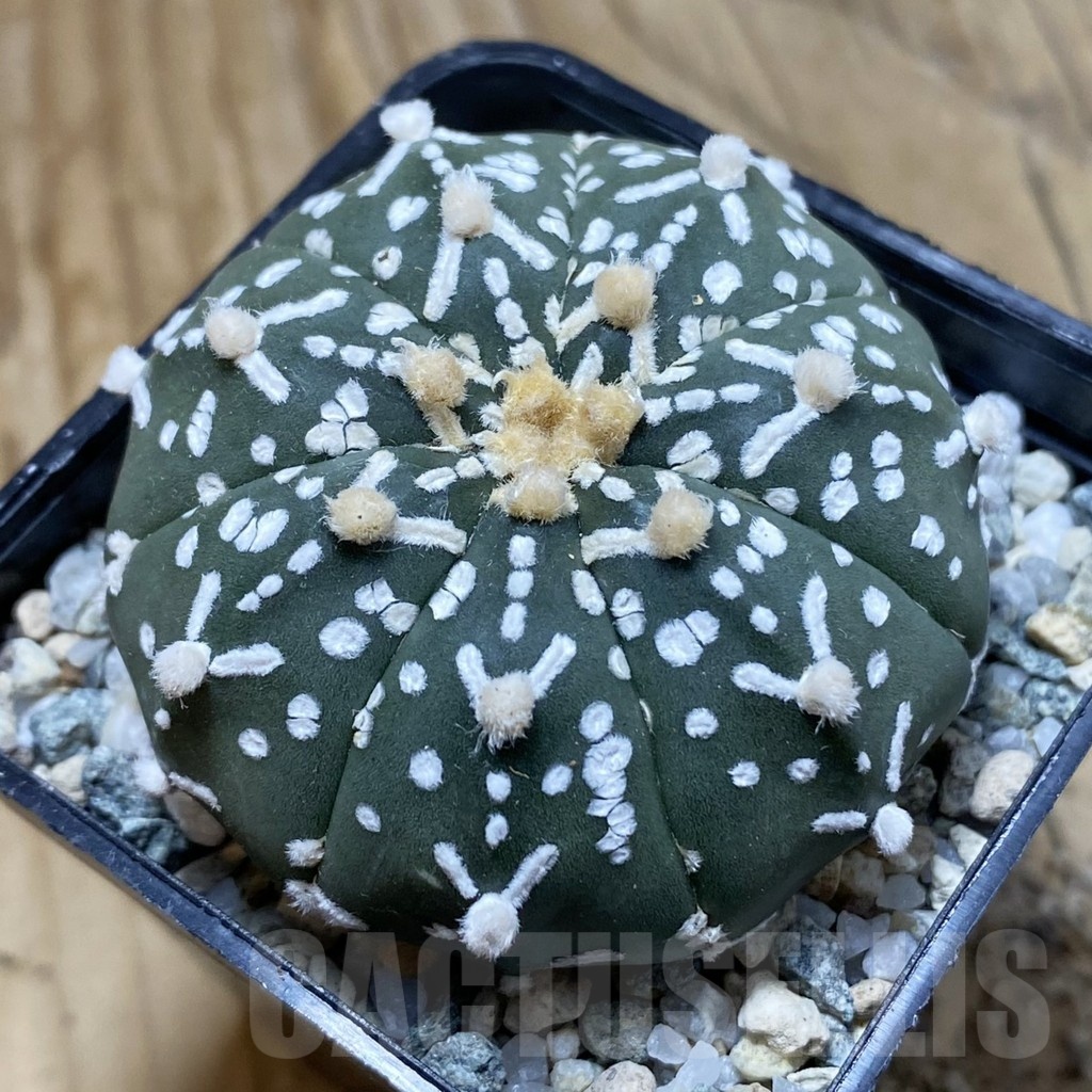 SH21454 Astrophytum asterias ‘Super Kabuto’ V-type f. nudum