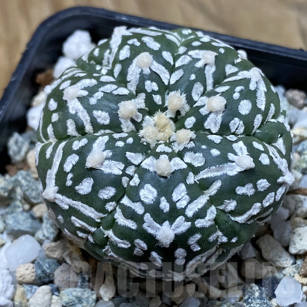 SH21455 Astrophytum asterias ‘Super Kabuto’ V-type