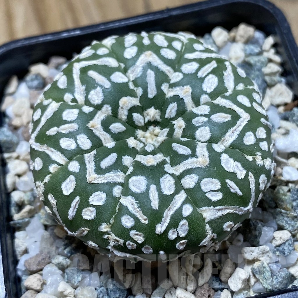 SH21456 Astrophytum asterias ‘Super Kabuto’ V-type