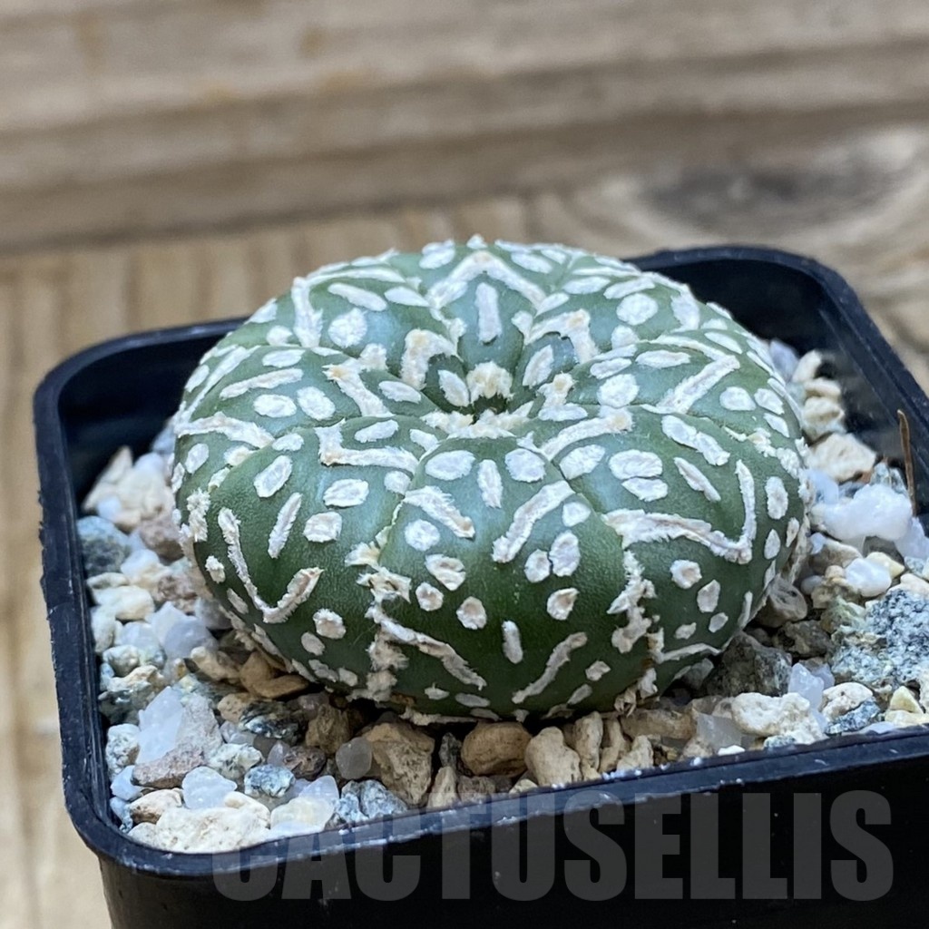 SH21456 Astrophytum asterias ‘Super Kabuto’ V-type - Image 2