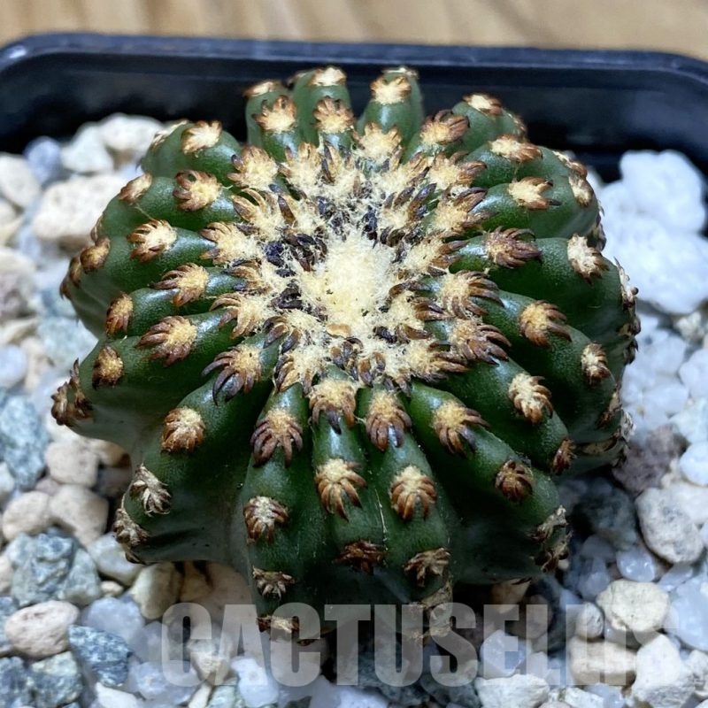SH21458 Discocactus horstii