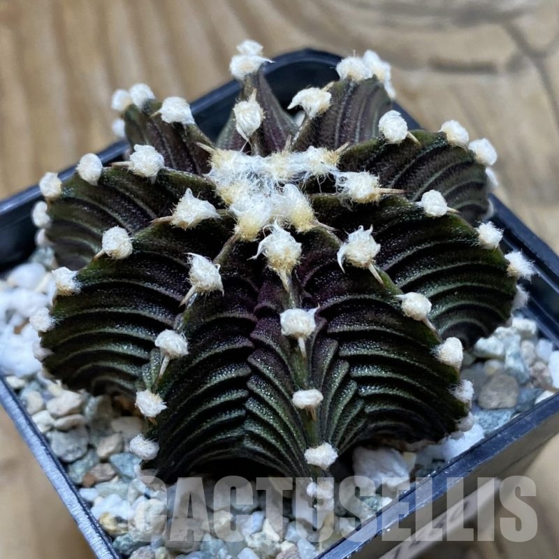 SH21460 Gymnocalycium friedrichii VOS1241