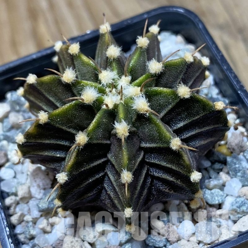 SH21461 Gymnocalycium friedrichii LB hybrid