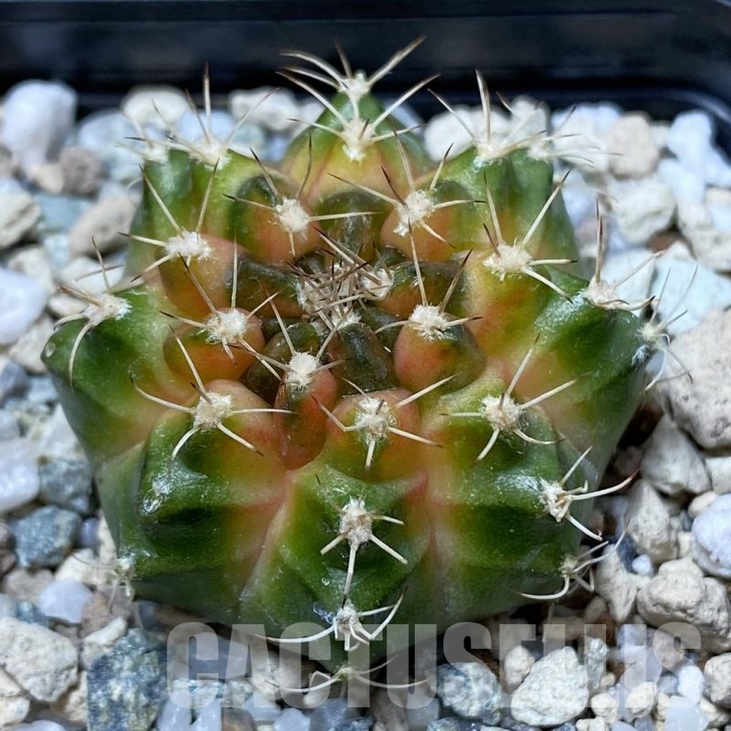 SH21463 Gymnocalycium mihanovichii ‘Neon’ hybrid
