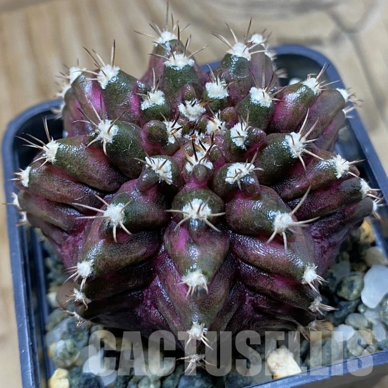 SH21464 Gymnocalycium mihanovichii ‘T-Rex’, seedling