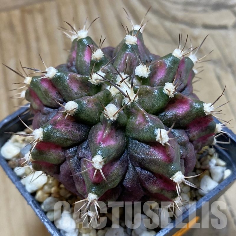 SH21465 Gymnocalycium mihanovichii ‘T-Lux’