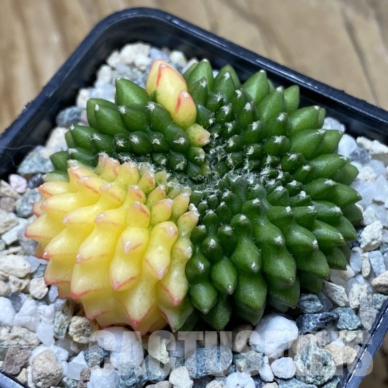 SH21468 Gymnocalycium mihanovichii ‘inermis’ f. variegata