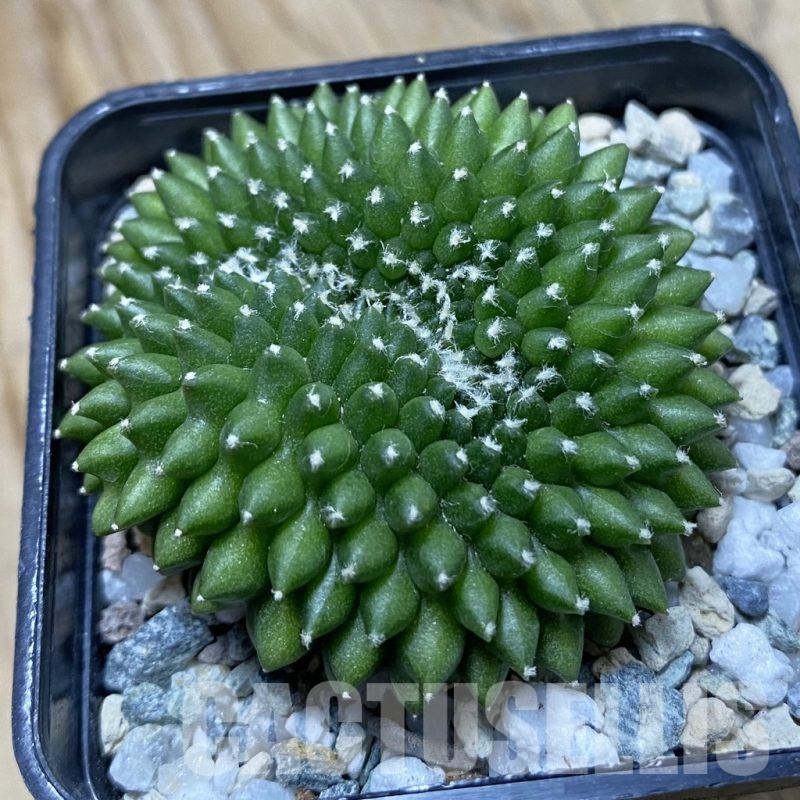 SH21469 Gymnocalycium mihanovichii ‘inermis’