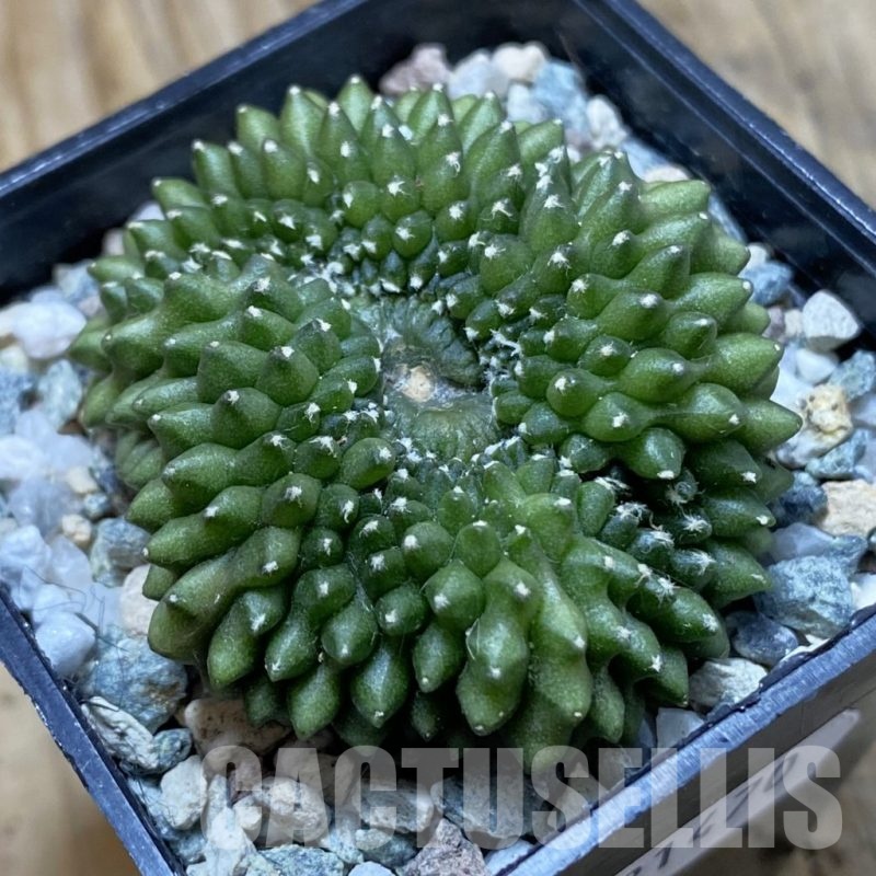 SH21470 Gymnocalycium mihanovichii ‘inermis’