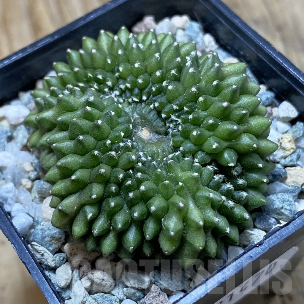 SH21470 Gymnocalycium mihanovichii ‘inermis’
