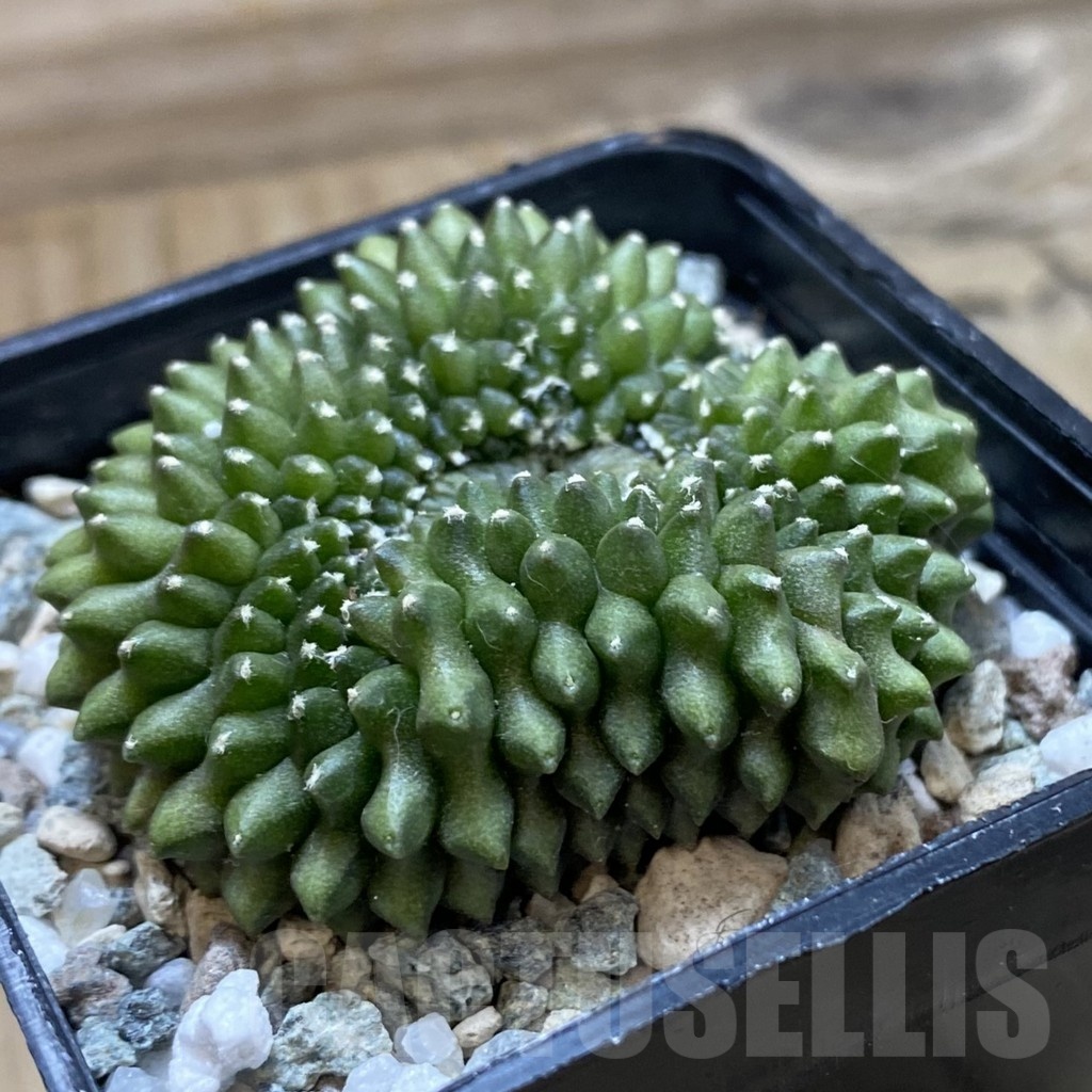 SH21470 Gymnocalycium mihanovichii ‘inermis’ - Obrázek 2