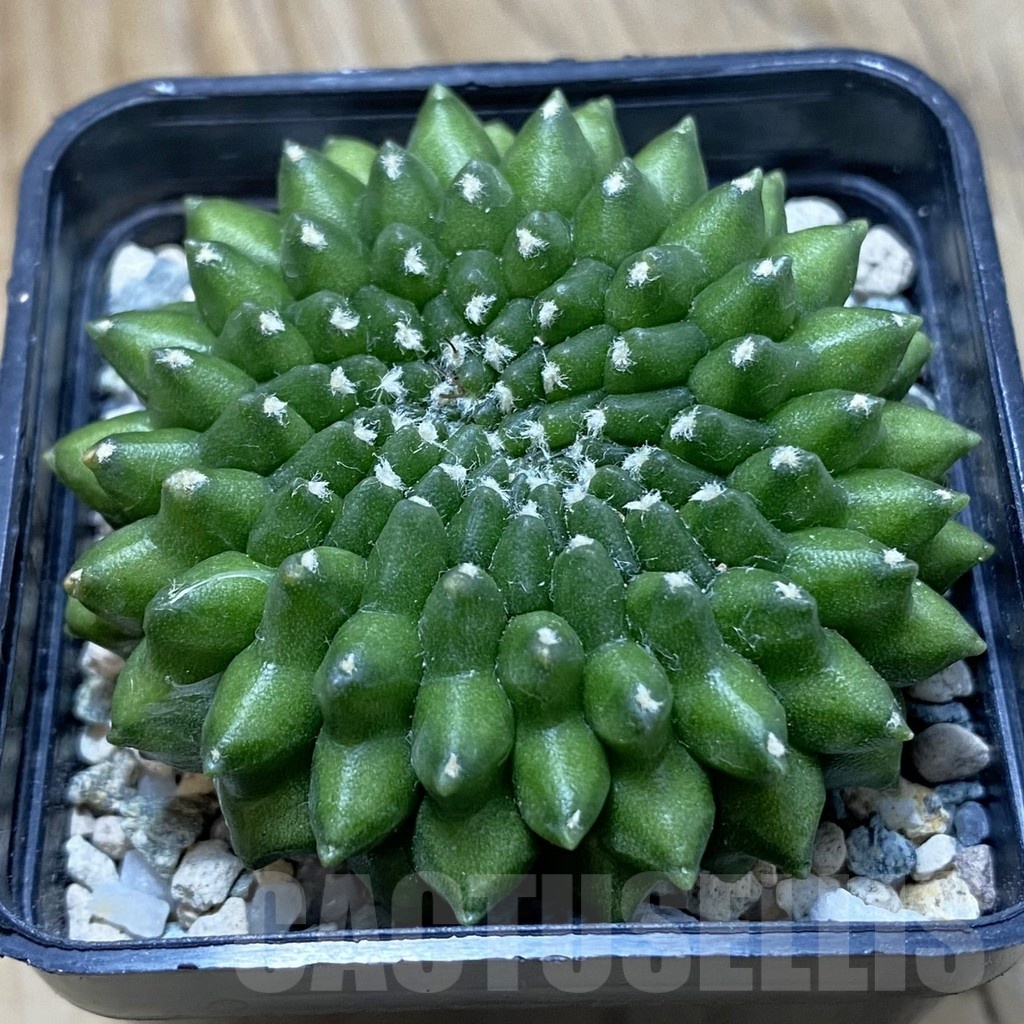 SH21471 Gymnocalycium mihanovichii ‘inermis’