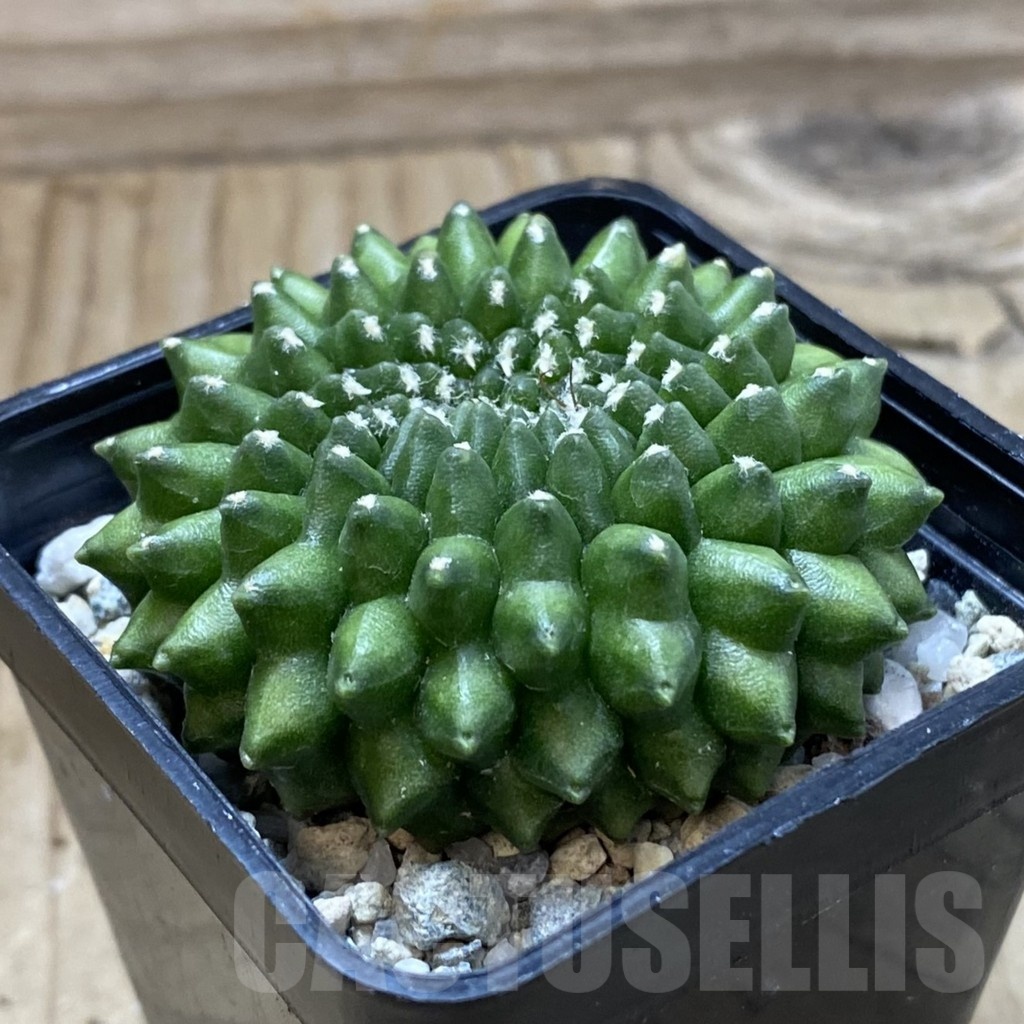 SH21471 Gymnocalycium mihanovichii ‘inermis’ - Image 2