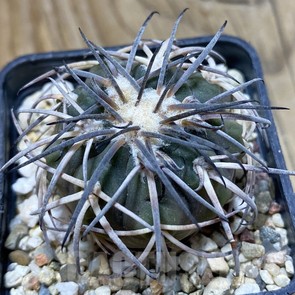 SH21472 Gymnocalycium spegazzinii v. horizonthalonium, 6 years old