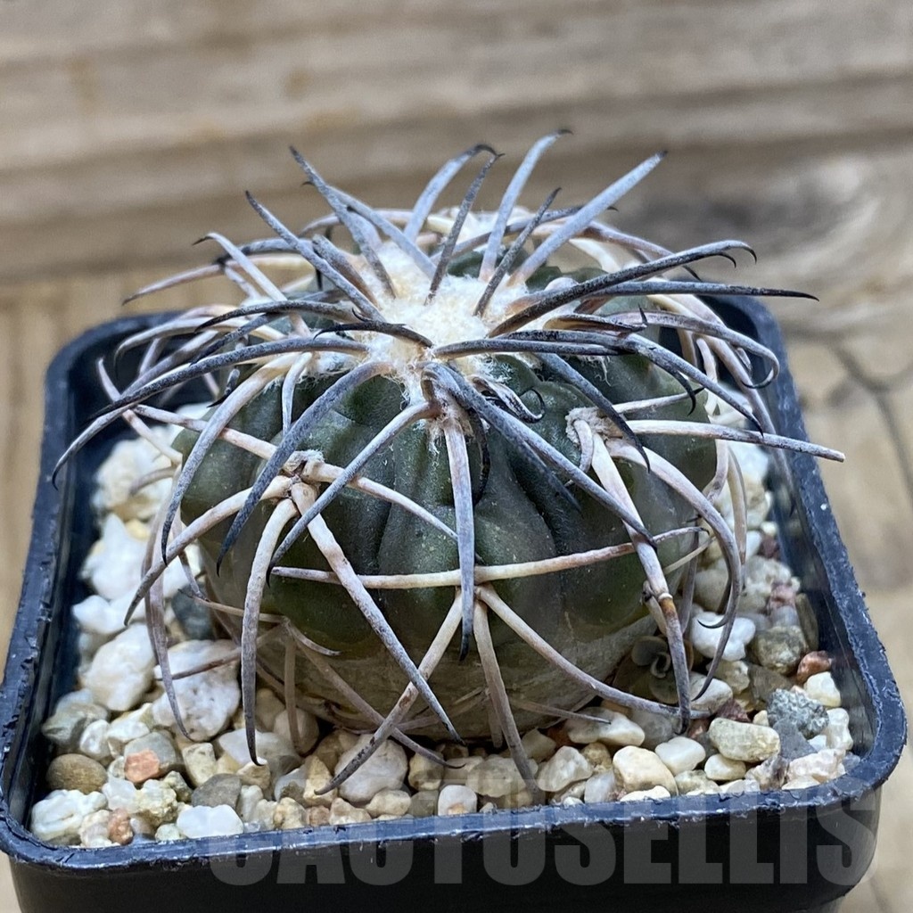 SH21472 Gymnocalycium spegazzinii v. horizonthalonium, 6 years old - 画像 (2)