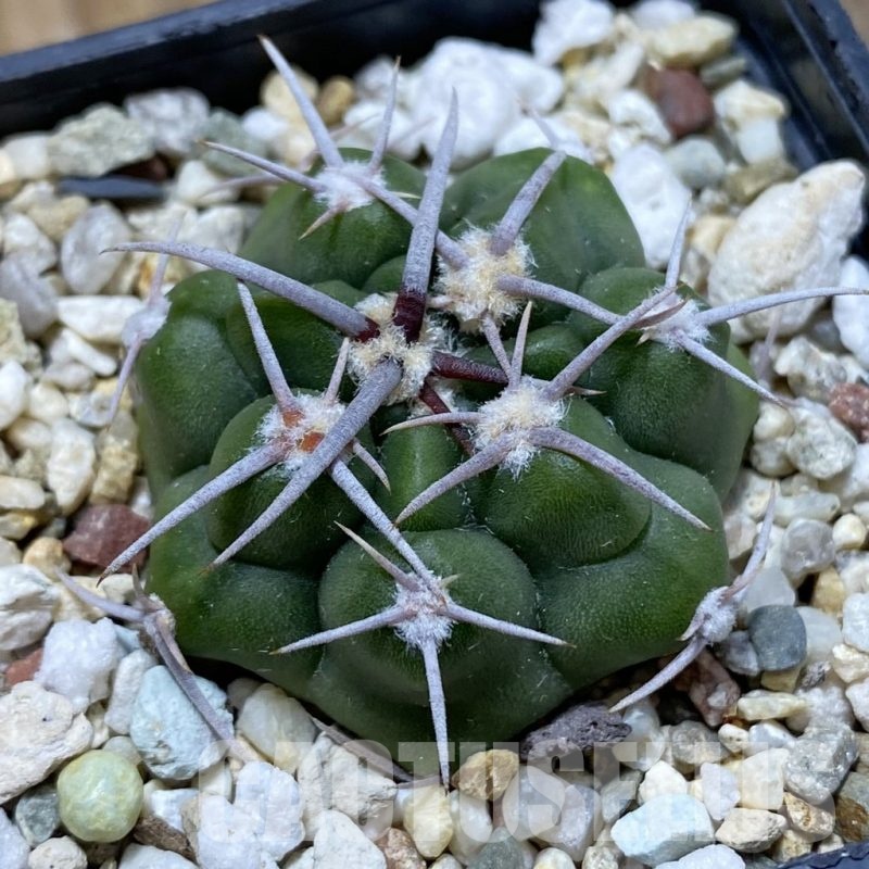 SH21473 Gymnocalycium mostii v. miradorense VG 463