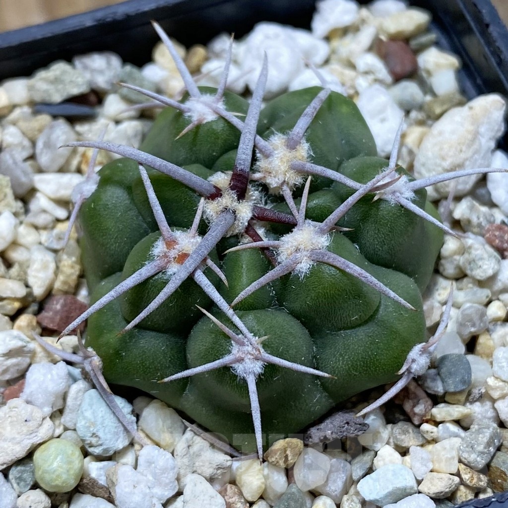 SH21473 Gymnocalycium mostii v. miradorense VG 463