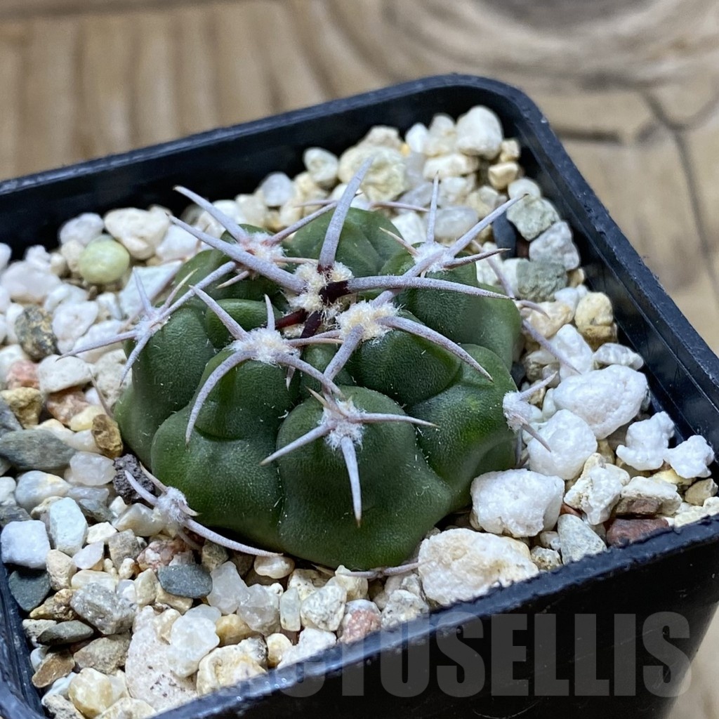 SH21473 Gymnocalycium mostii v. miradorense VG 463 - Image 2