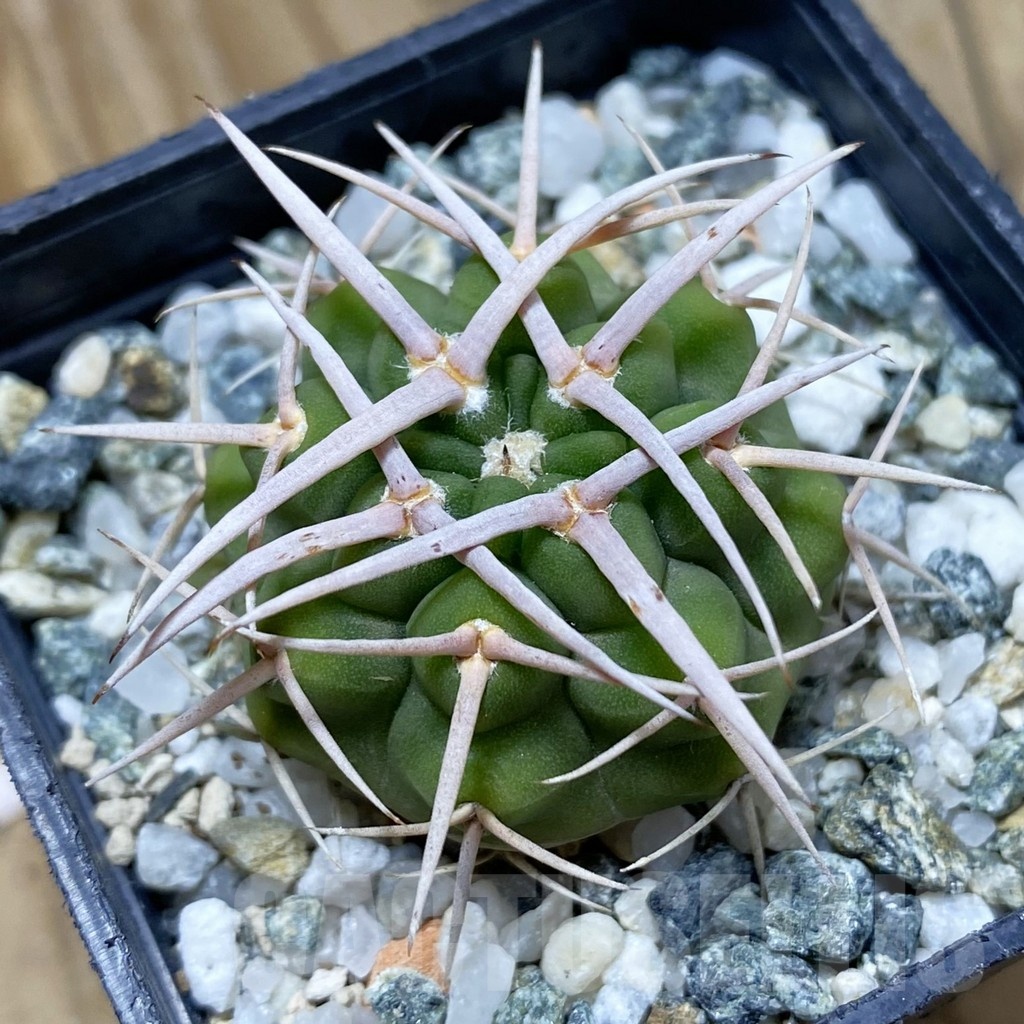 SH21474 Gymnocalycium ferox, selection