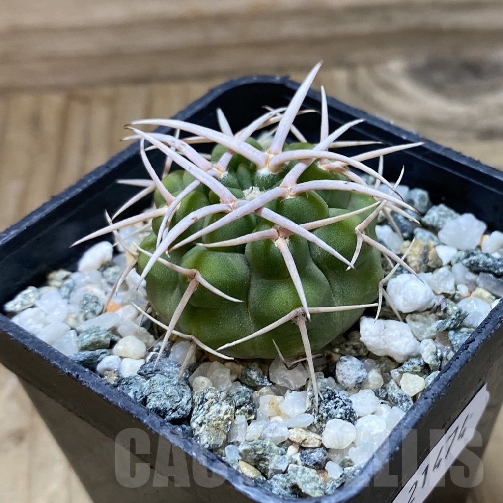 SH21474 Gymnocalycium ferox, selection - Image 2