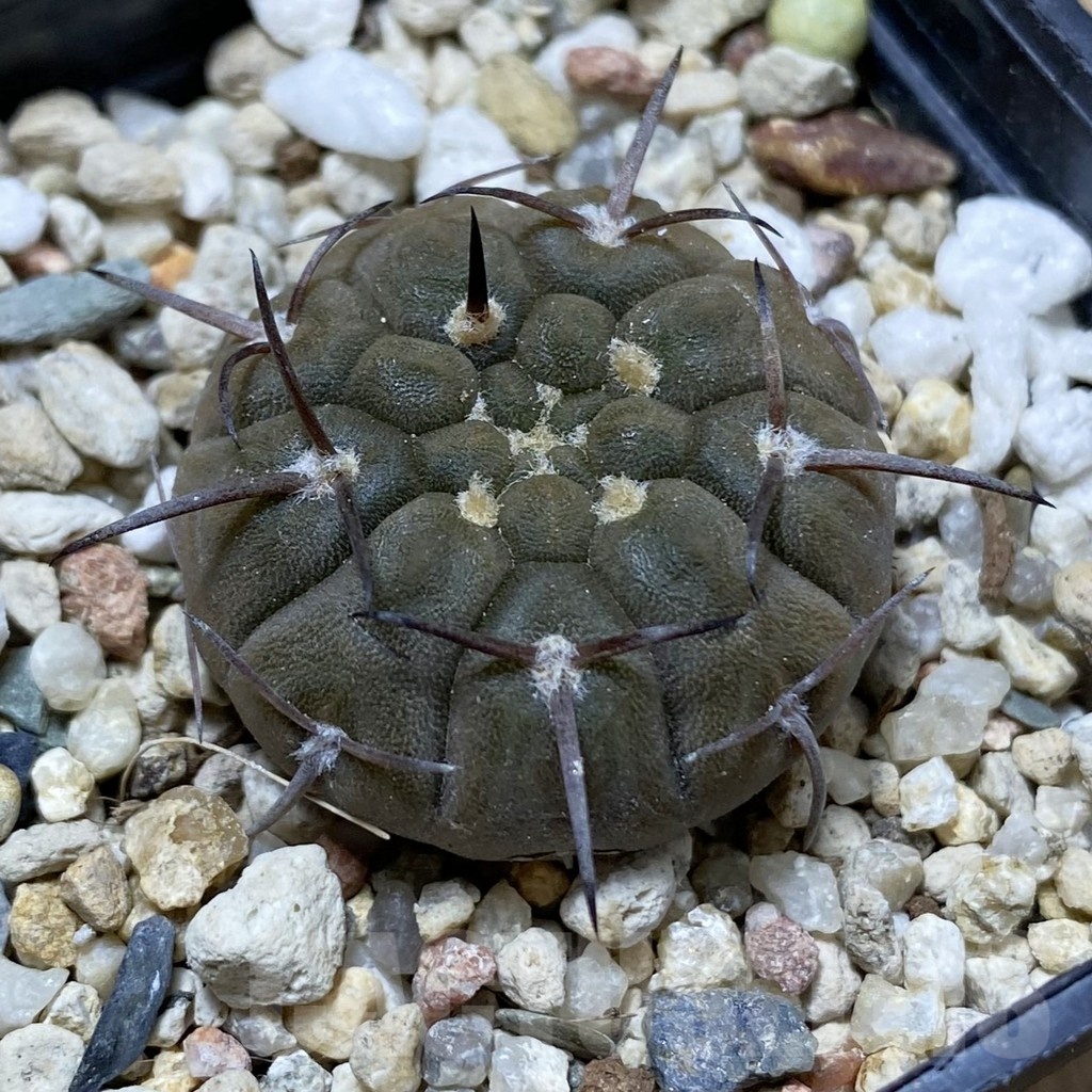 SH21476 Gymnocalycium riojense v. saujuense VG 233