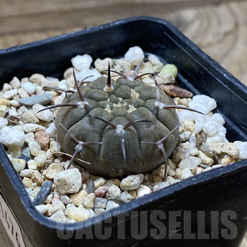 SH21476 Gymnocalycium riojense v. saujuense VG 233 - Image 2