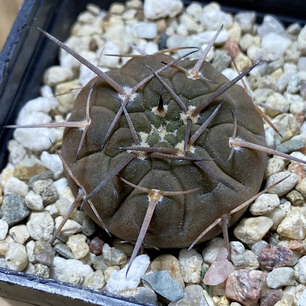 SH21477 Gymnocalycium riojense v. saujuense VG 233