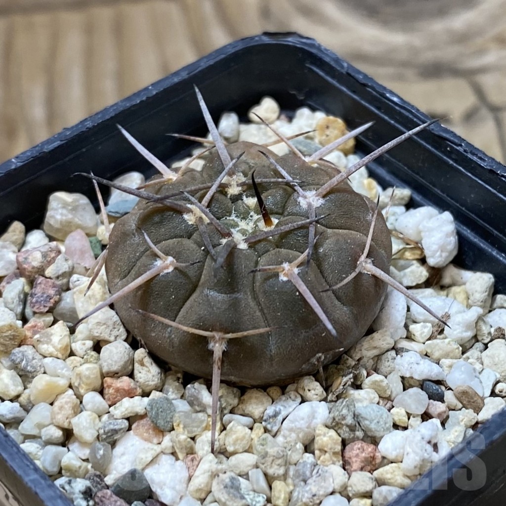 SH21477 Gymnocalycium riojense v. saujuense VG 233 - Image 2