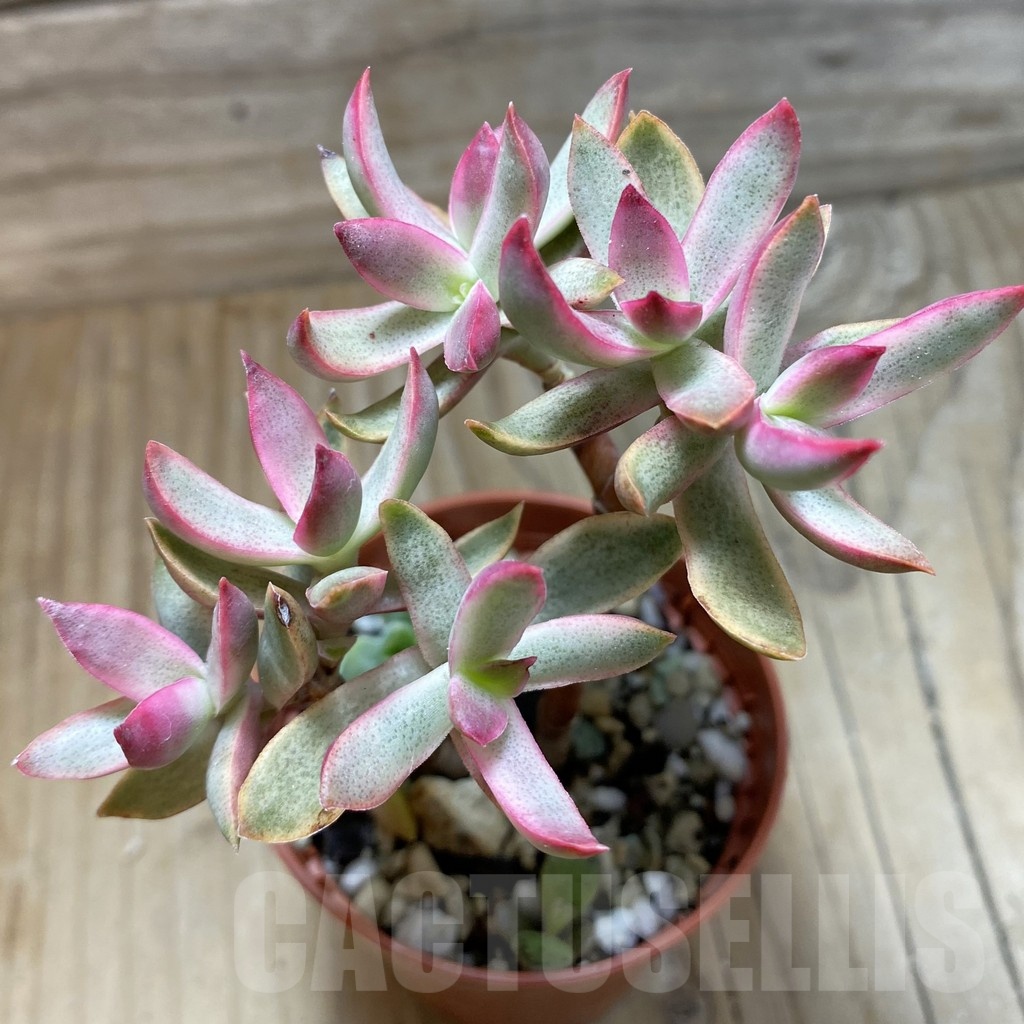 SH21417 Crassula rubricaulis ‘Candy Cane’