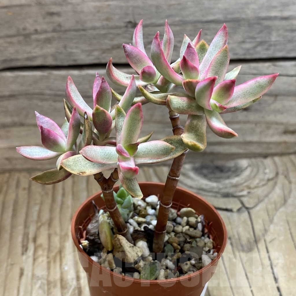 SH21417 Crassula rubricaulis ‘Candy Cane’ - Image 2