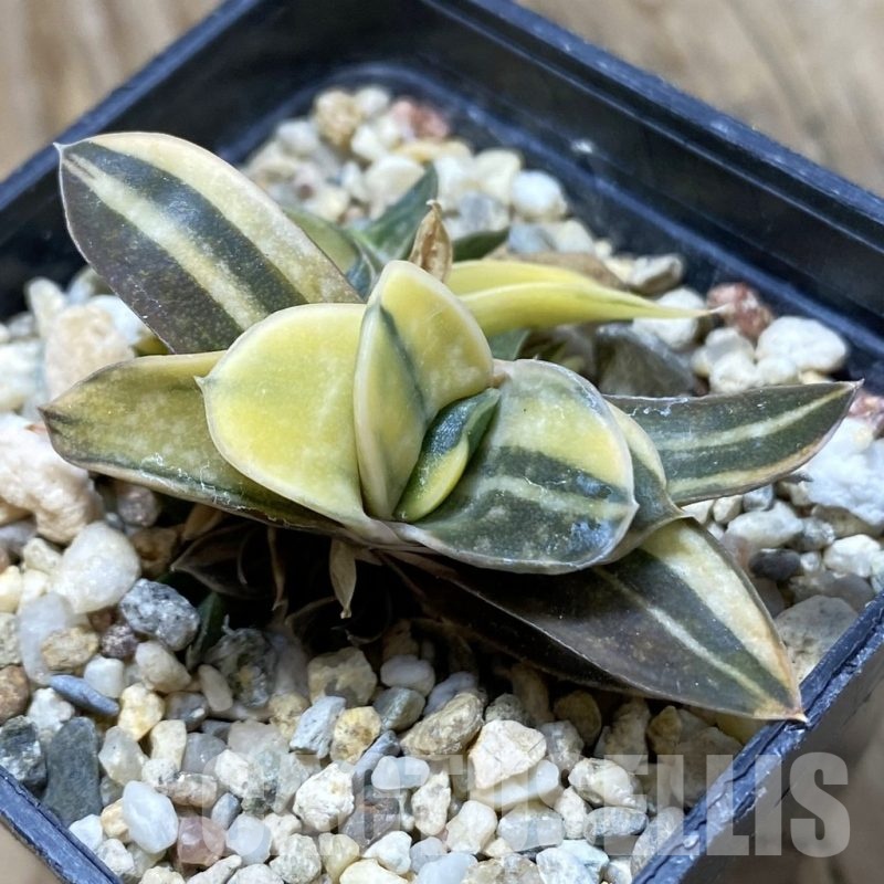 SH21418 Gasteria sp. f. variegata -Japan-