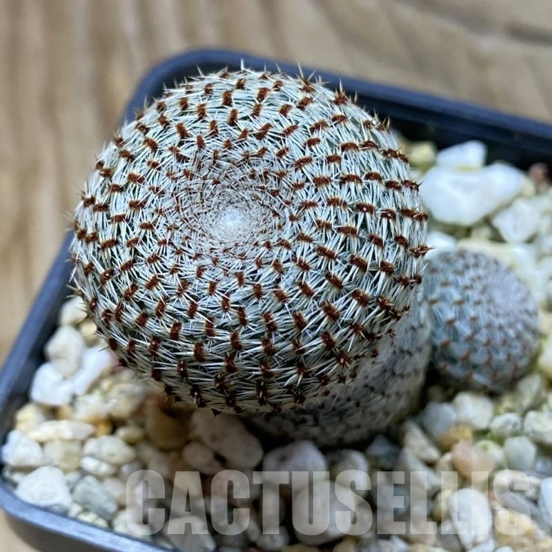 SH21419 Rebutia heliosa