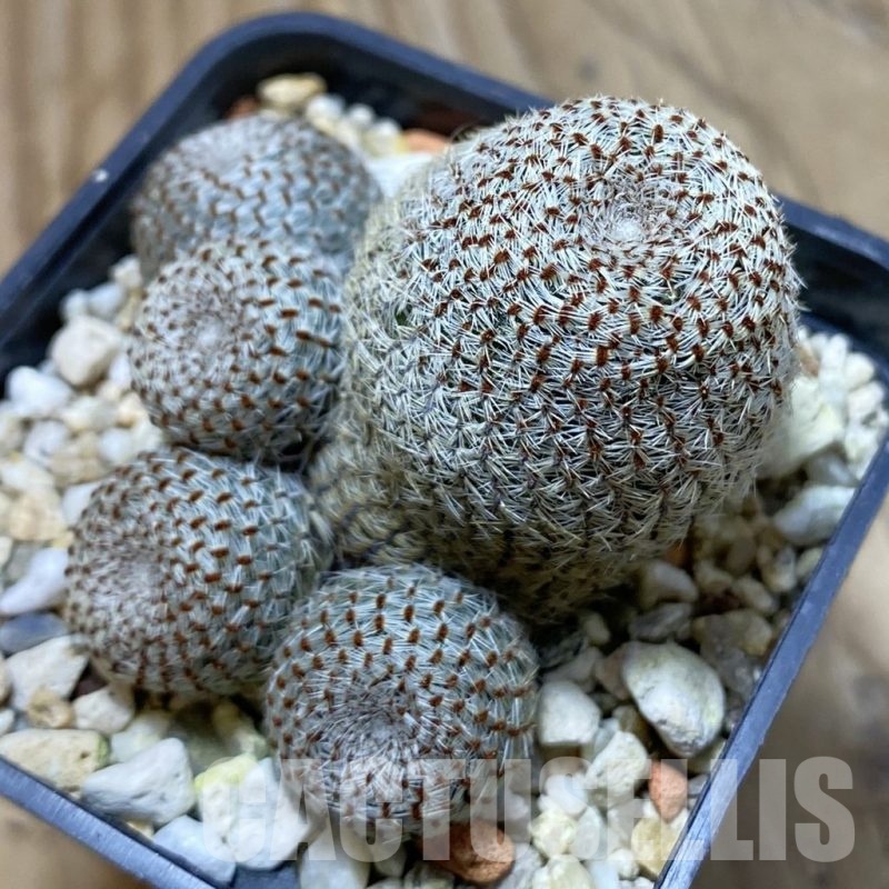 SH21420 Rebutia heliosa